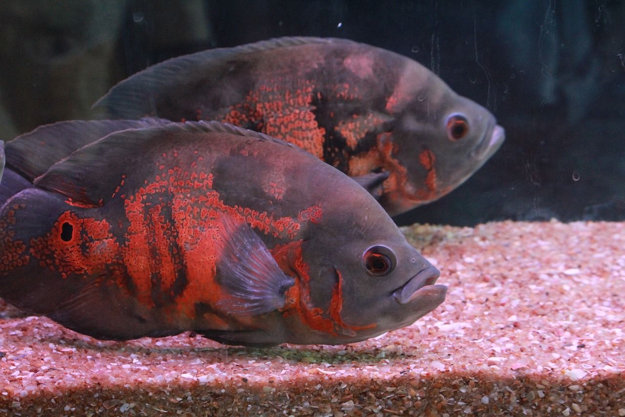 銀龍魚(yú)用什么顏色飼料最好（ 銀龍魚(yú)用什么顏色飼料最好吃） 泰龐海蓮魚(yú)