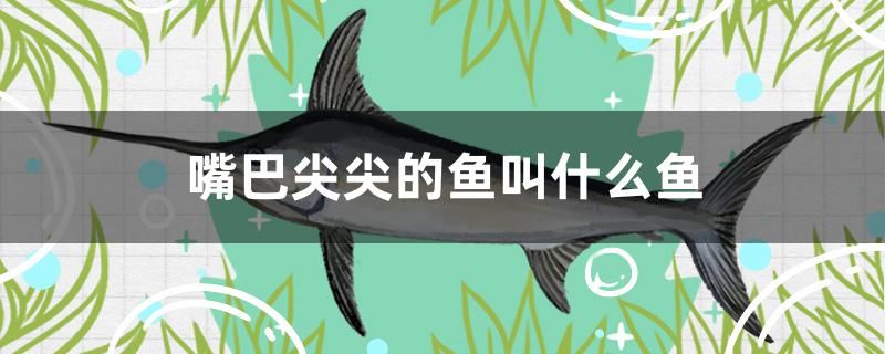 嘴巴尖尖的魚叫什么魚 網(wǎng)上購買觀賞魚