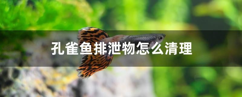 孔雀魚排泄物怎么清理 祥龍進口元寶鳳凰魚