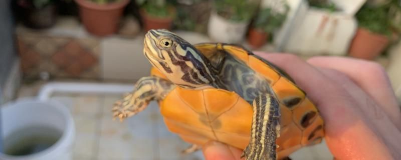 火焰龜不吃食是什么原因怎么開食 水族周邊