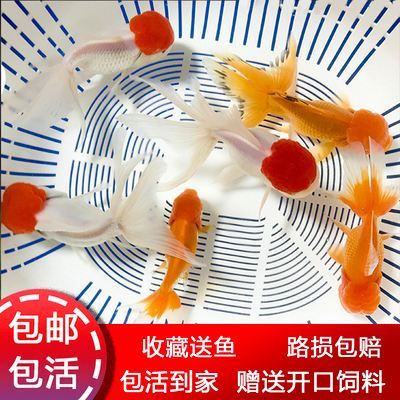 蘭州觀賞魚器具經(jīng)銷商有哪些公司的(蘭州觀賞魚器具經(jīng)銷商有哪些公司的電話) 藍(lán)底過背金龍魚 第1張