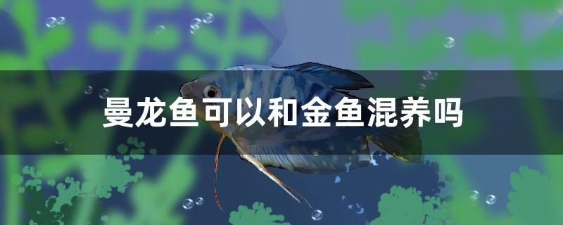 曼龍魚可以和金魚混養(yǎng)嗎 元寶鯽