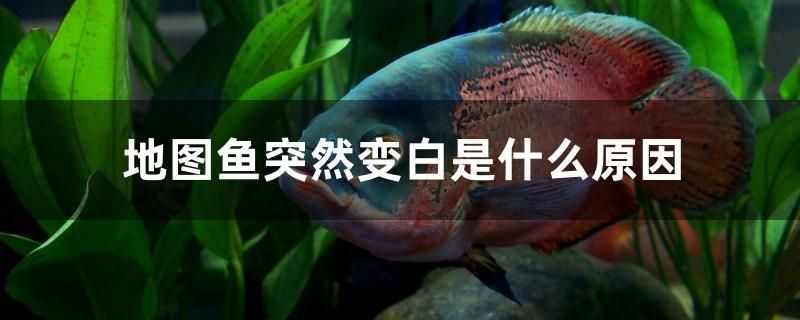 地圖魚突然變白是什么原因 廣州景觀設(shè)計(jì)