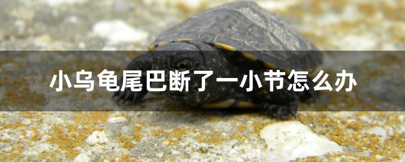 小烏龜尾巴斷了一小節(jié)怎么辦 七紋巨鯉魚(yú)