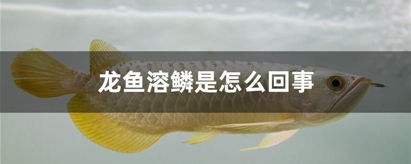 龍魚(yú)溶鱗是怎么回事 胭脂孔雀龍魚(yú)