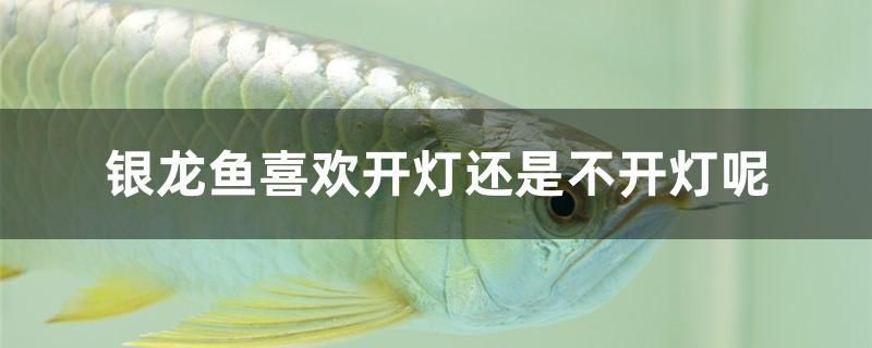 銀龍魚喜歡開燈還是不開燈呢