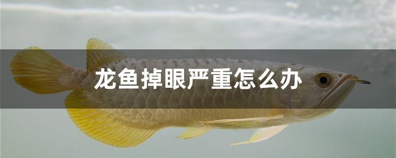 龍魚掉眼嚴(yán)重怎么辦