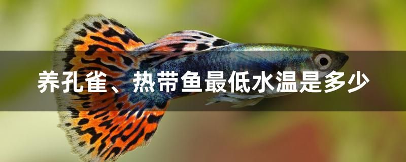 養(yǎng)孔雀、熱帶魚最低水溫是多少 野生埃及神仙魚