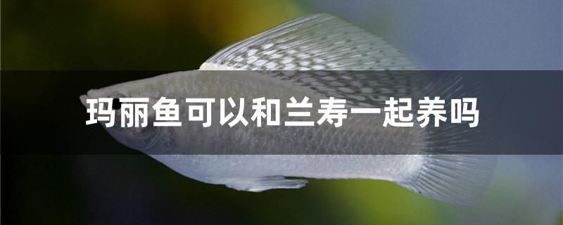 瑪麗魚可以和蘭壽一起養(yǎng)嗎 祥龍赫舞紅龍魚