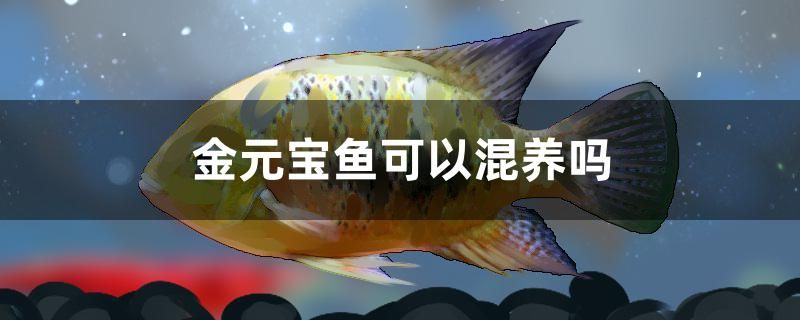 金元寶魚可以混養(yǎng)嗎 大正錦鯉魚