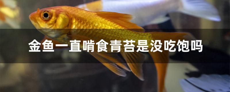 金魚一直啃食青苔是沒吃飽嗎 紅老虎魚