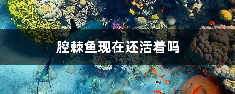 腔棘魚現(xiàn)在還活著嗎 狗頭魚