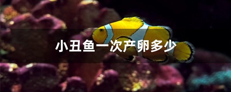 小丑魚一次產(chǎn)卵多少 黃金夢幻雷龍魚