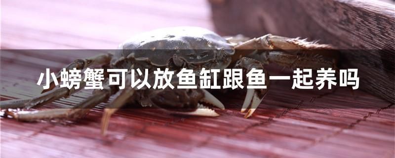 小螃蟹可以放魚缸跟魚一起養(yǎng)嗎 白子黃化銀龍魚