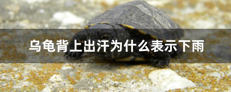 烏龜背上出汗為什么表示下雨 白化火箭魚(yú)