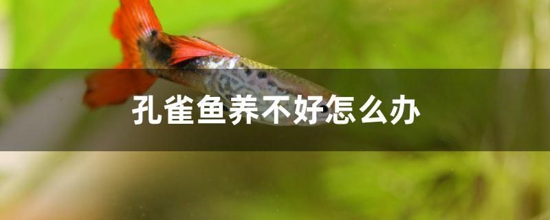 孔雀魚養(yǎng)不好怎么辦