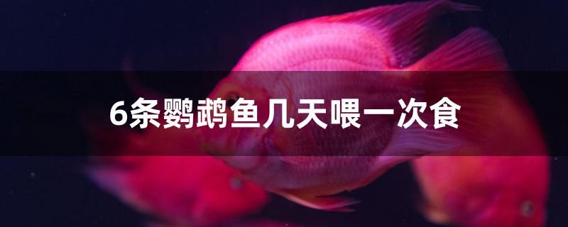 6條鸚鵡魚幾天喂一次食 孵化器