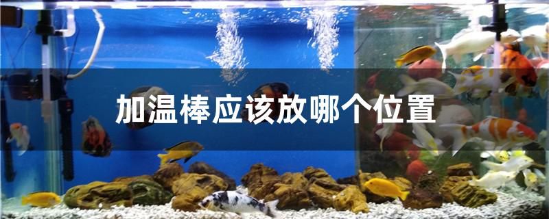 加溫棒應(yīng)該放哪個位置 速倍妥魚糧魚藥