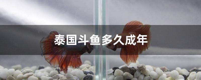 泰國斗魚多久成年 黃金達摩魚