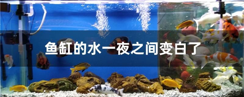 魚(yú)缸的水一夜之間變白了怎么回事 祥禾Super Red紅龍魚(yú)