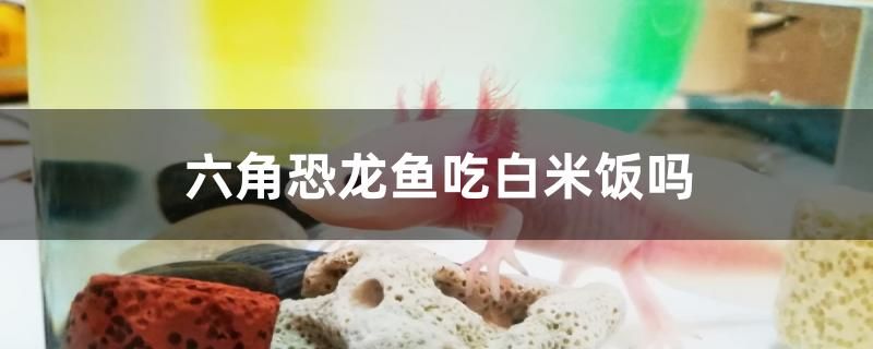 六角恐龍魚吃白米飯嗎