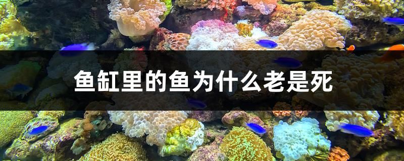 魚缸里的魚為什么老是死