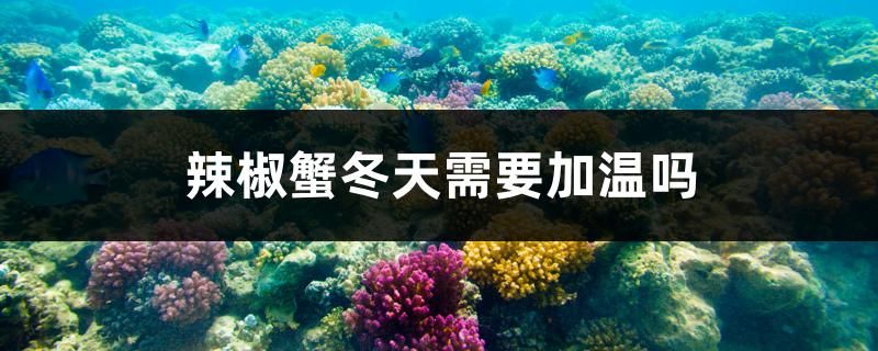 辣椒蟹冬天需要加溫嗎 球鯊魚