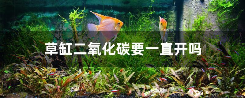 武林外傳幽靈鐵甲武士 武林外傳幽靈的偽裝 銀龍魚苗