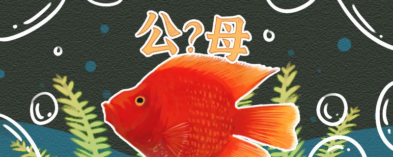 財(cái)神魚怎么看公母公母能混養(yǎng)嗎 祥龍赫舞紅龍魚