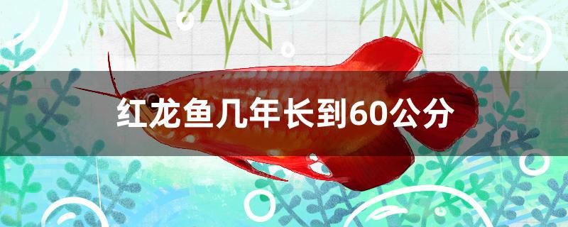 紅龍魚幾年長到60公分