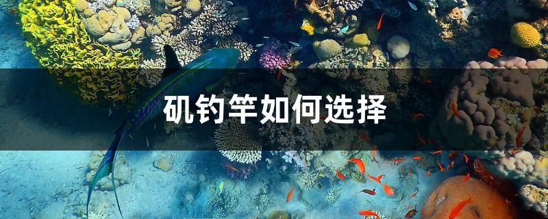 磯釣竿如何選擇 魚缸水質穩(wěn)定劑