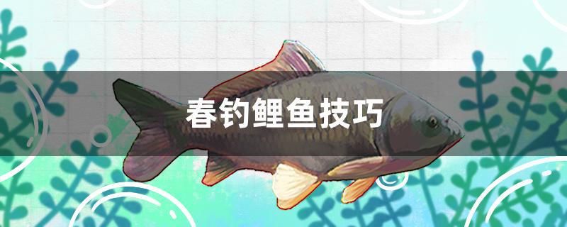 春釣鯉魚(yú)技巧 祥龍魚(yú)場(chǎng)