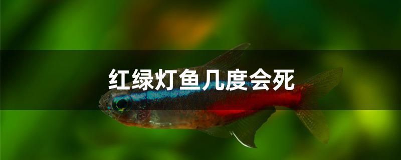 紅綠燈魚(yú)幾度會(huì)死