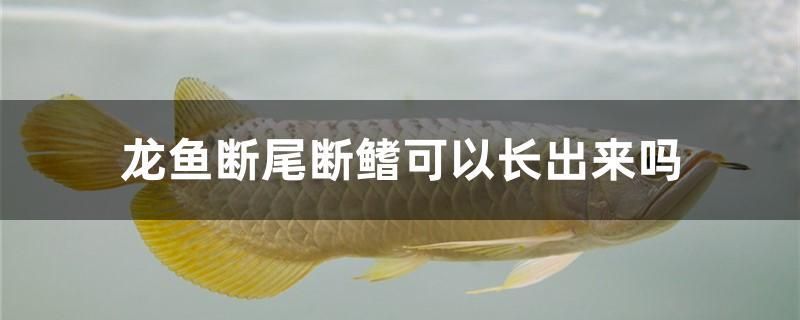 龍魚斷尾斷鰭可以長出來嗎