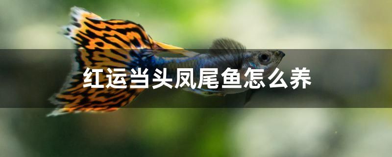 紅運(yùn)當(dāng)頭鳳尾魚(yú)怎么養(yǎng)