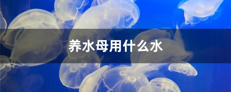 養(yǎng)水母用什么水 野彩魚