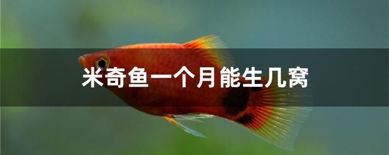 米奇魚一個月能生幾窩