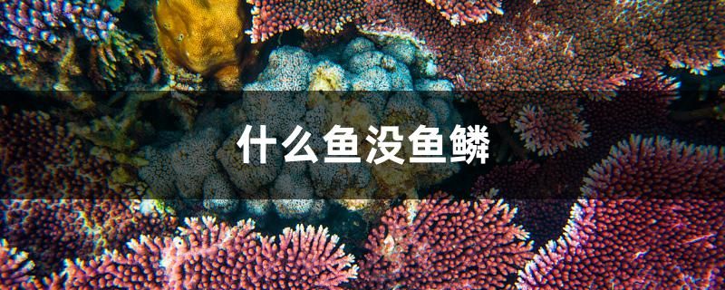 什么魚沒魚鱗 祥龍魚藥系列