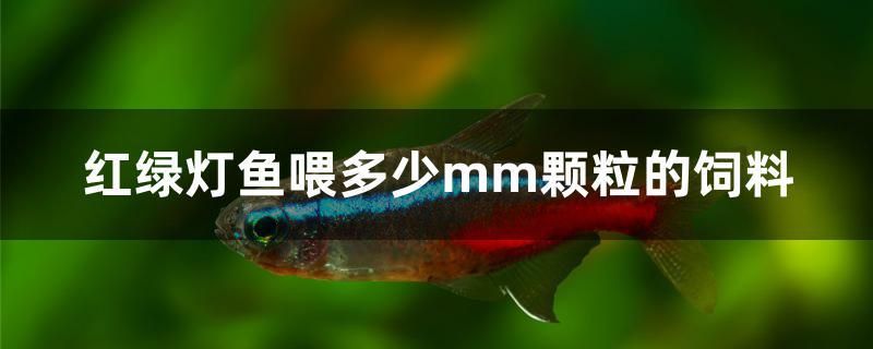 紅綠燈魚喂多少mm顆粒的飼料 蘇虎苗（蘇門答臘虎魚苗）