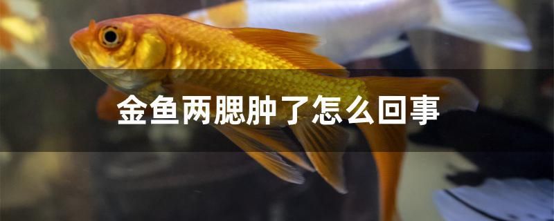 金魚(yú)兩腮腫了怎么回事 飛鳳魚(yú)苗