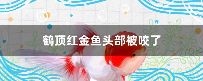 鶴頂紅金魚頭部被咬了怎么辦 水族用品