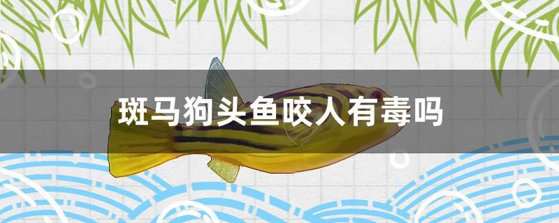 斑馬狗頭魚咬人有毒嗎