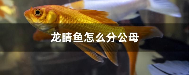 龍睛魚怎么分公母