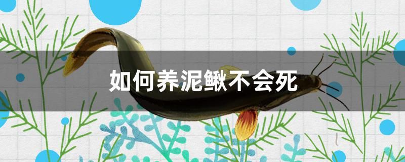 如何養(yǎng)泥鰍不會(huì)死 藍(lán)底過背金龍魚