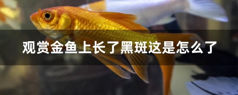 觀賞金魚上長了黑斑這是怎么了 大白鯊魚苗