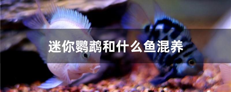 迷你鸚鵡和什么魚(yú)混養(yǎng) 新加坡號(hào)半紅龍魚(yú)（練手級(jí)紅龍魚(yú)）