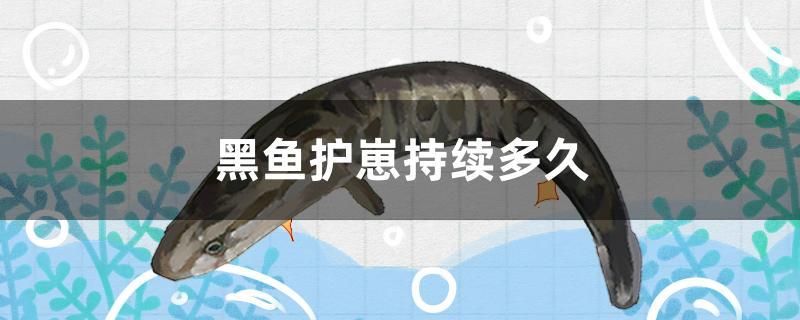 黑魚護(hù)崽持續(xù)多久 胭脂孔雀龍魚