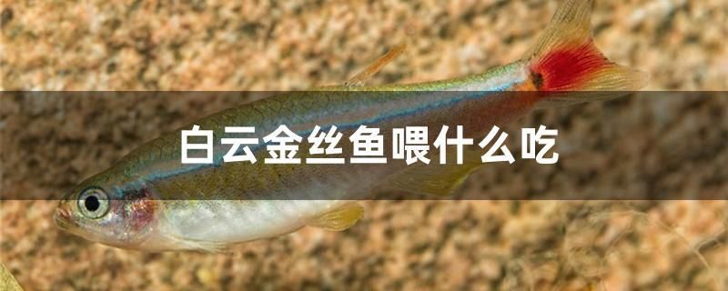 魚缸打氧機價格及圖片（魚缸打氧機原理圖解） 廣州觀賞魚批發(fā)市場