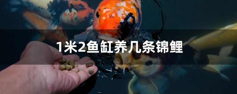 1米2魚缸養(yǎng)幾條錦鯉