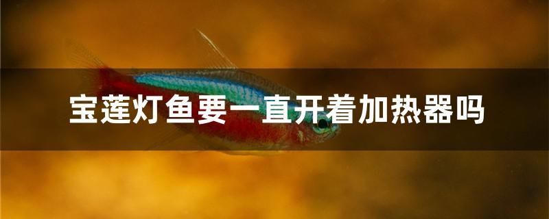 寶蓮燈魚(yú)要一直開(kāi)著加熱器嗎 殺菌消毒設(shè)備